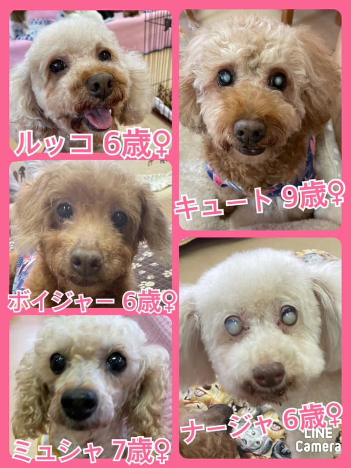 🐾今日の里親様募集中ワンコ🐶メンバーです🐾2021,8,18